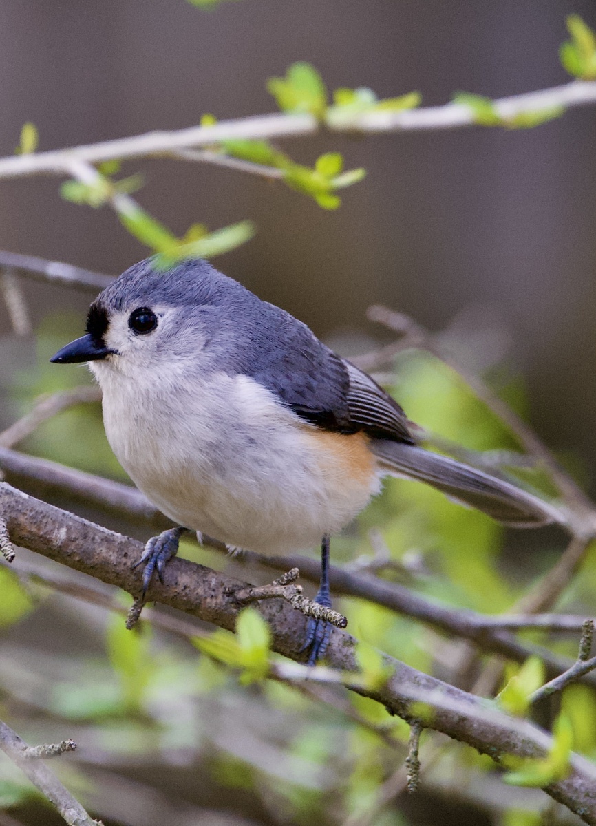 凤头山雀鸣春忙