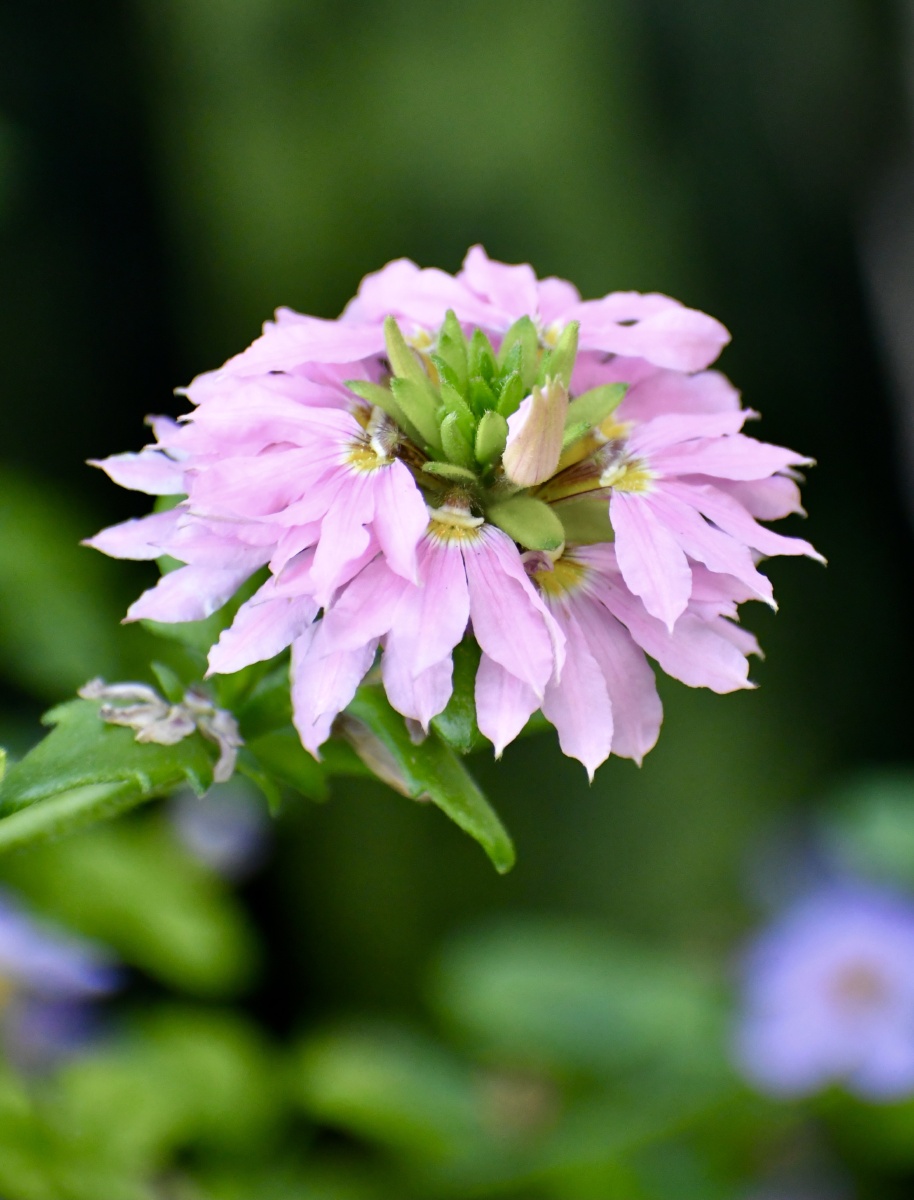 奇花异草蓝扇花