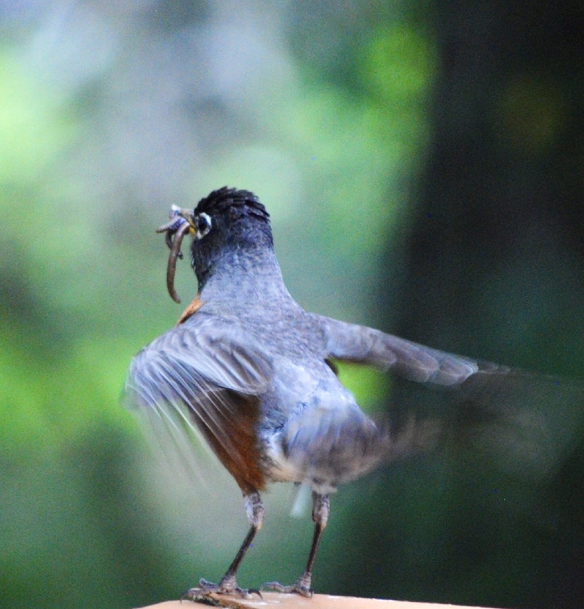 漂亮的北美知更鸟嘴里含着战利品翘尾挥翅好不快活
