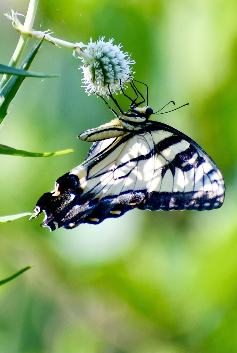 倒挂金凤蝶 - 影子文青 - 图虫