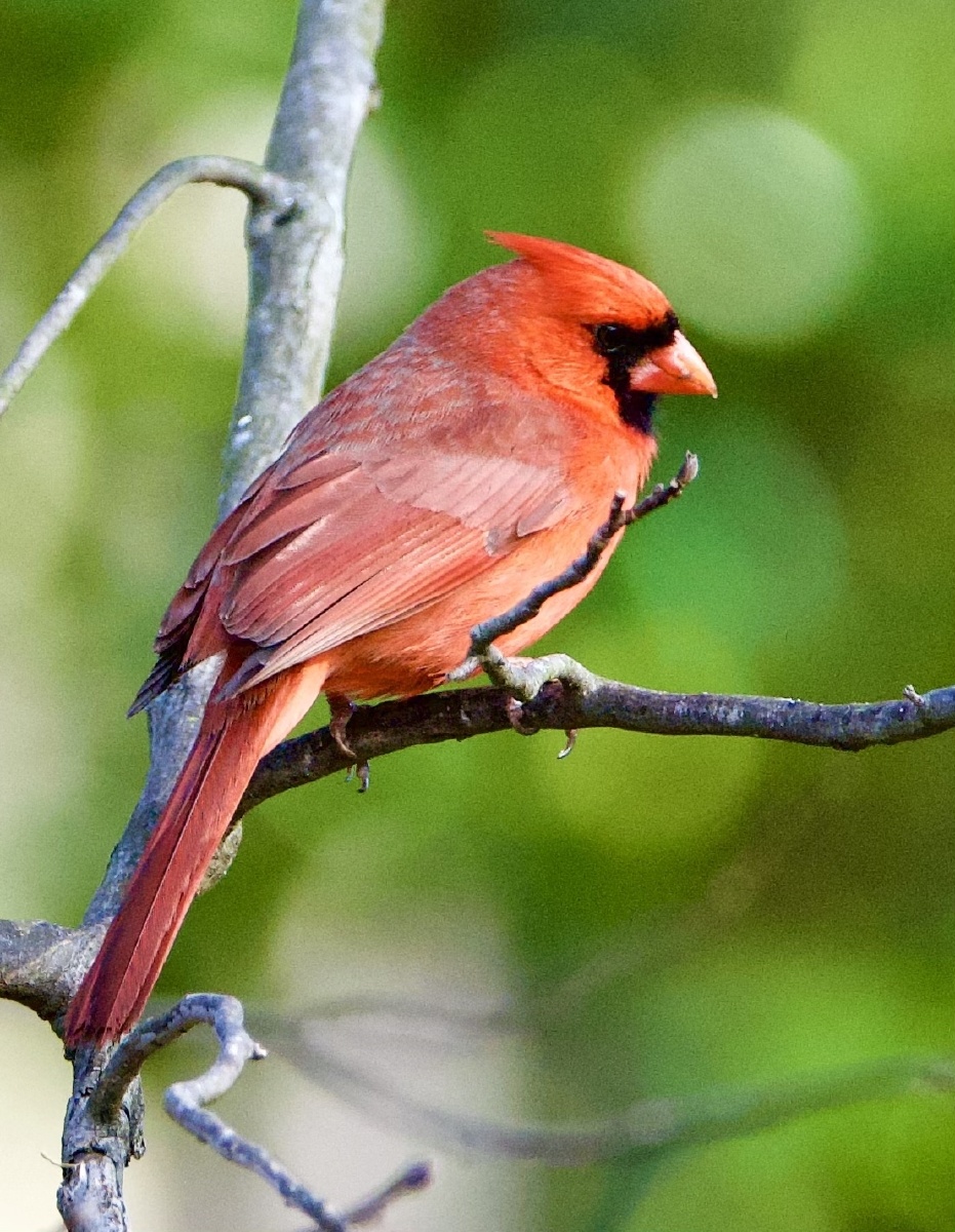 北美红雀在这早春,唱着动听的歌,满脸络腮胡子的汉子,也有温柔多情的