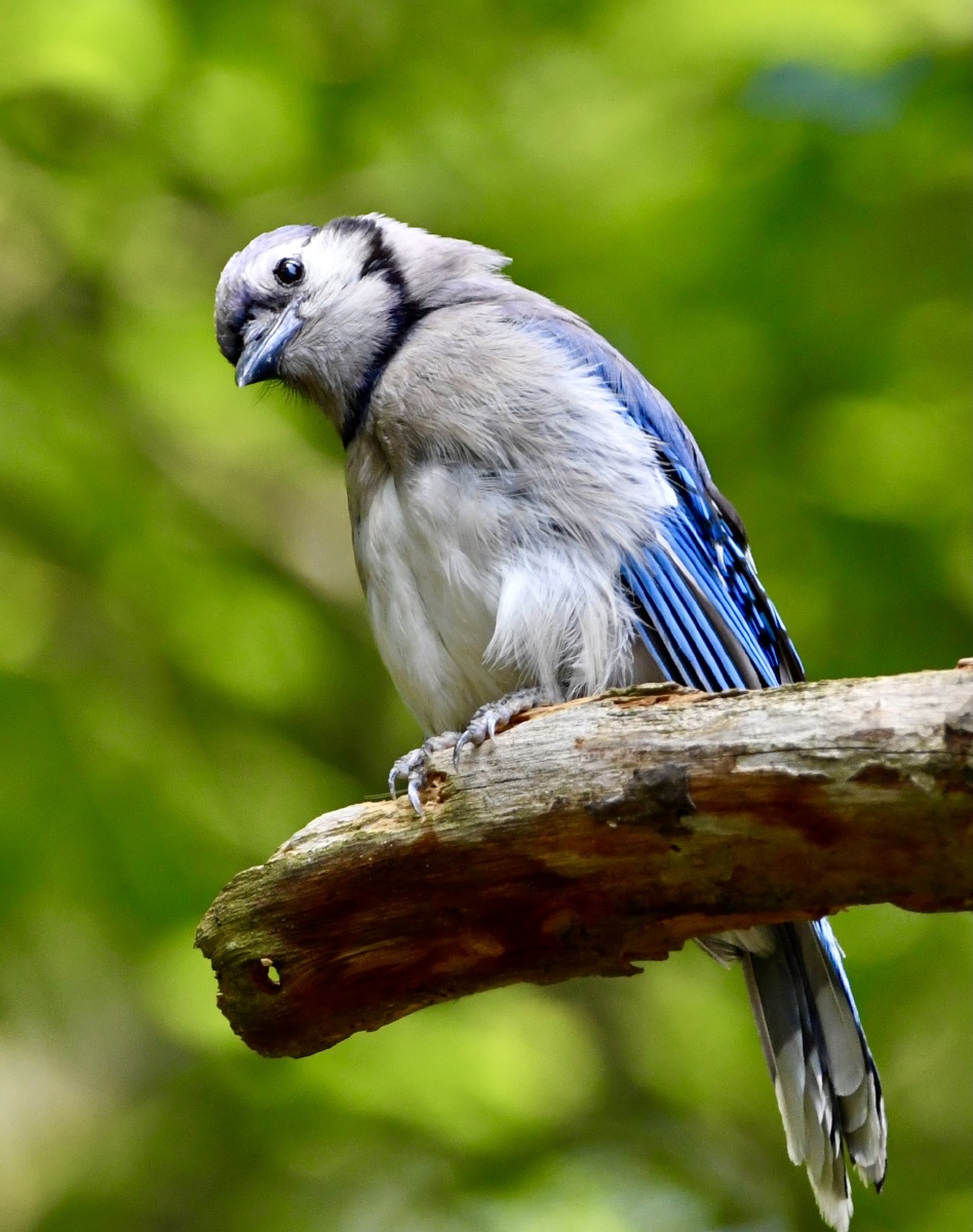 好奇可爱的冠蓝鸦
