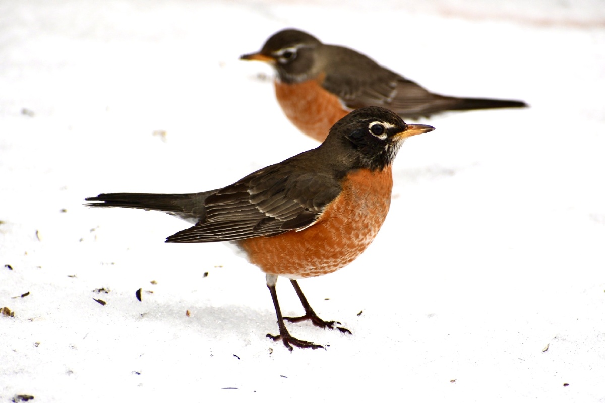 成双成对的知更鸟～北美知更鸟属于动物界脊索动物门鸫科游鸫属鸟类