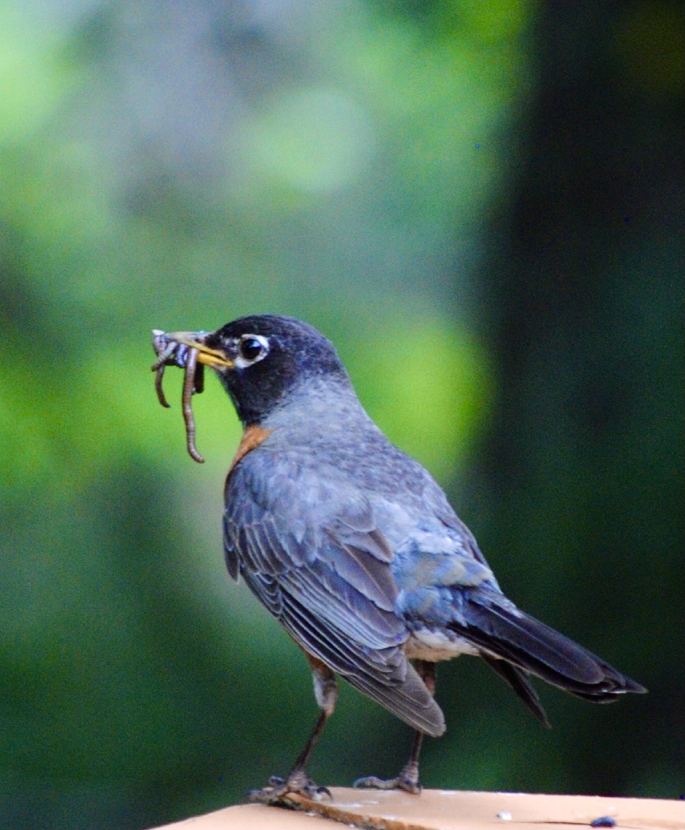漂亮的北美知更鸟嘴里含着战利品翘尾挥翅好不快活