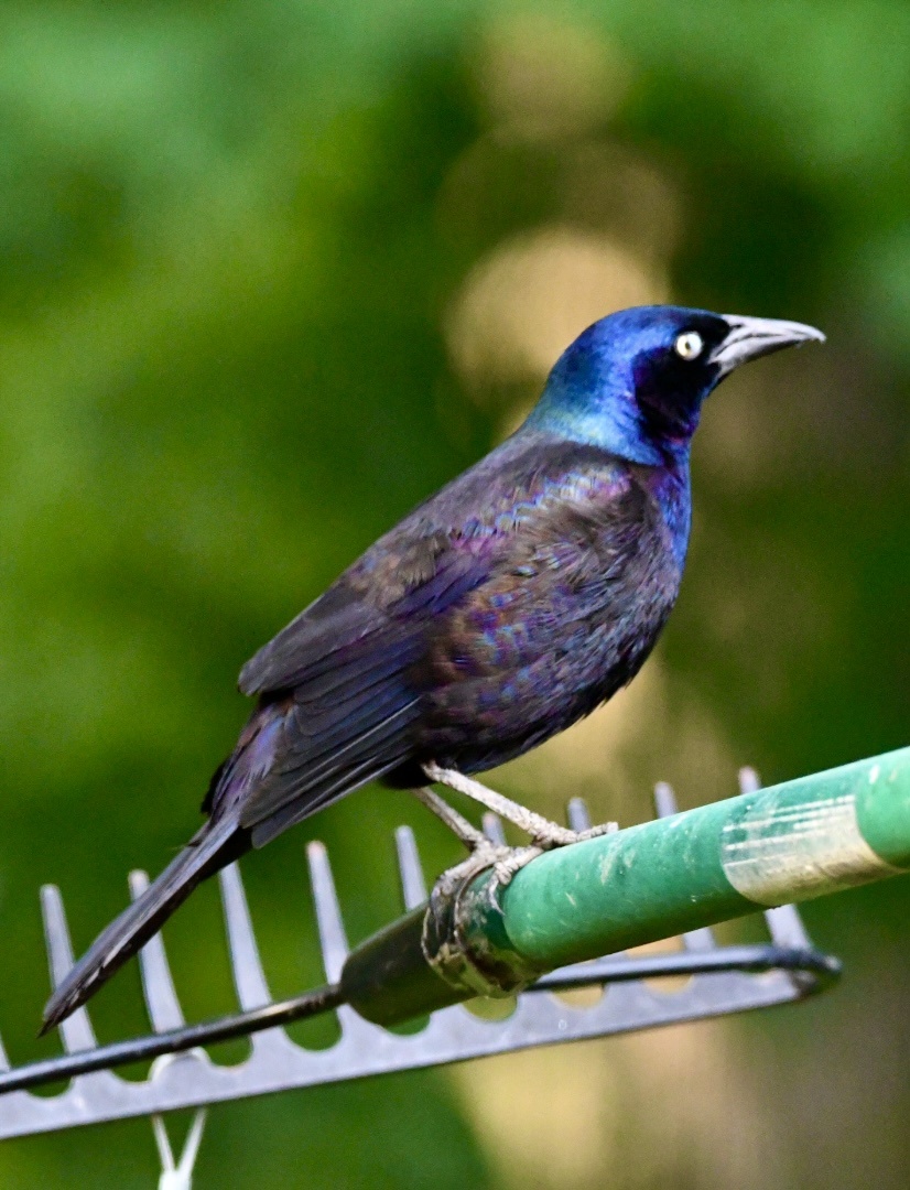 黑里俏的拟八哥
