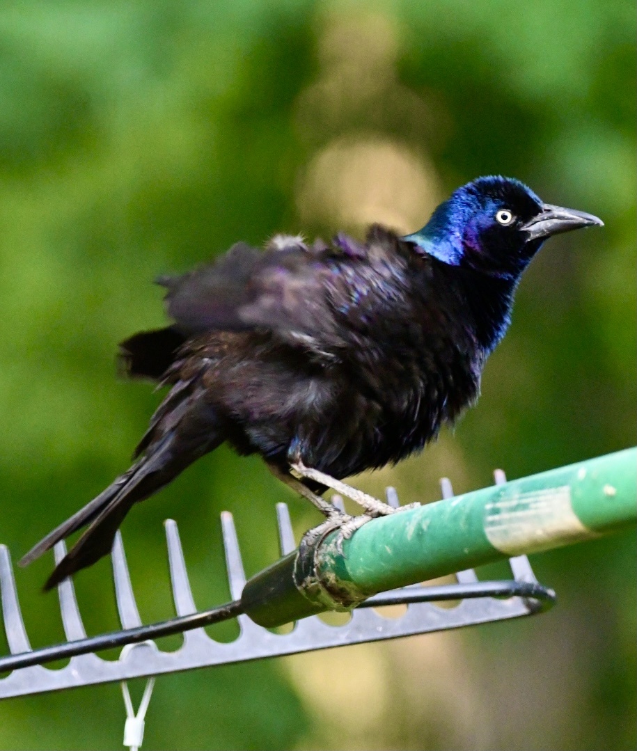 黑里俏的拟八哥