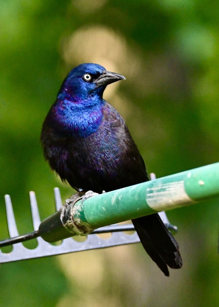 黑里俏的拟八哥