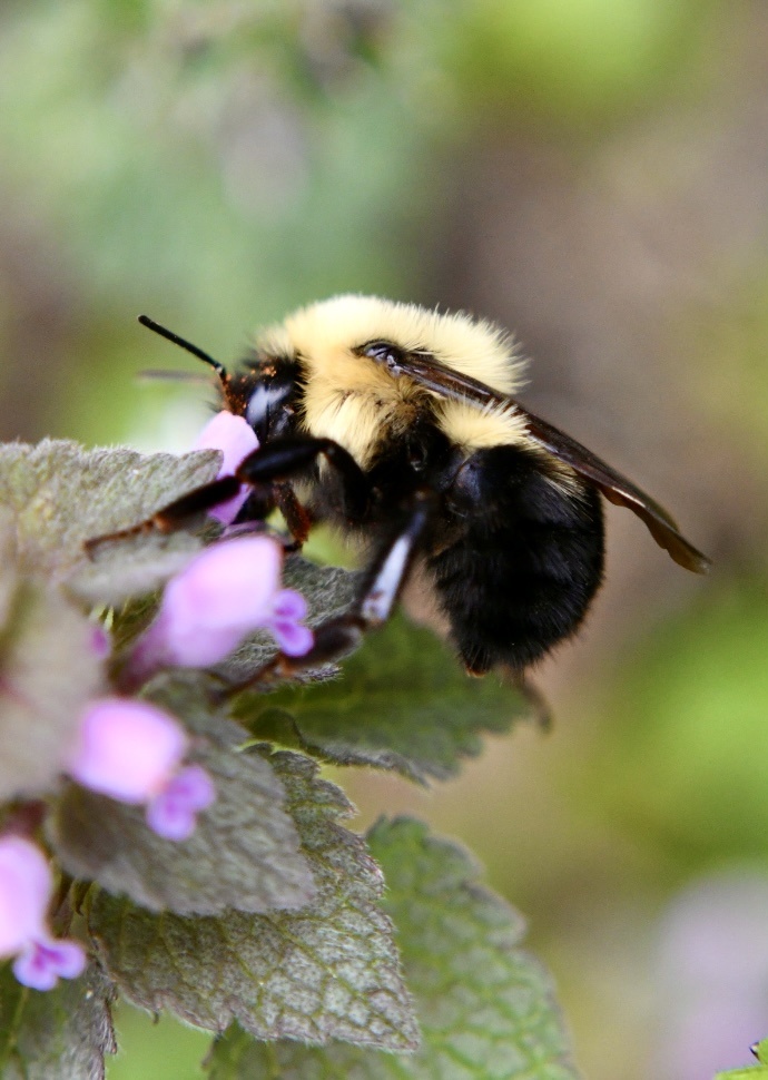 体型超大的木匠蜂 - 影子文青 - 图虫