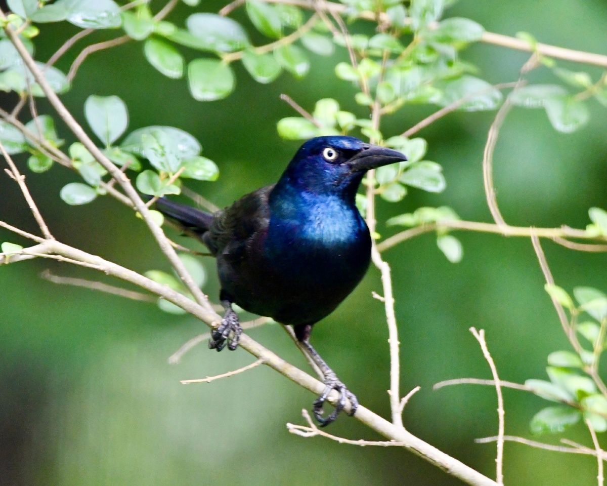 闪亮登场普通拟八哥
