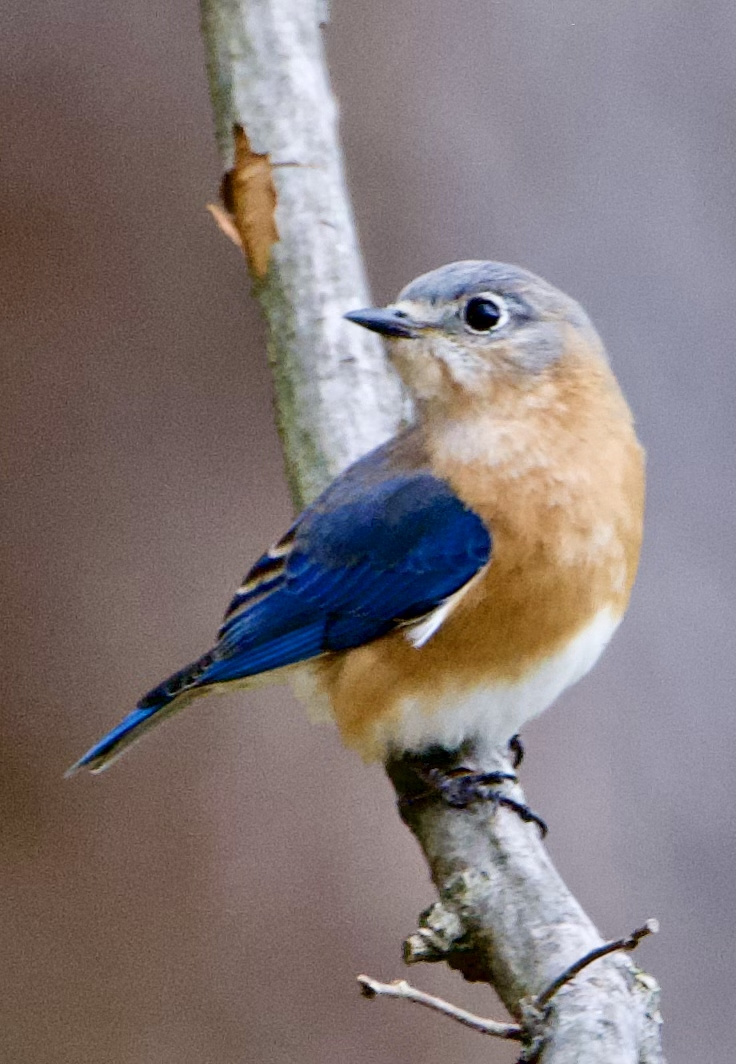 漂亮可爱的东蓝鸲雌鸟