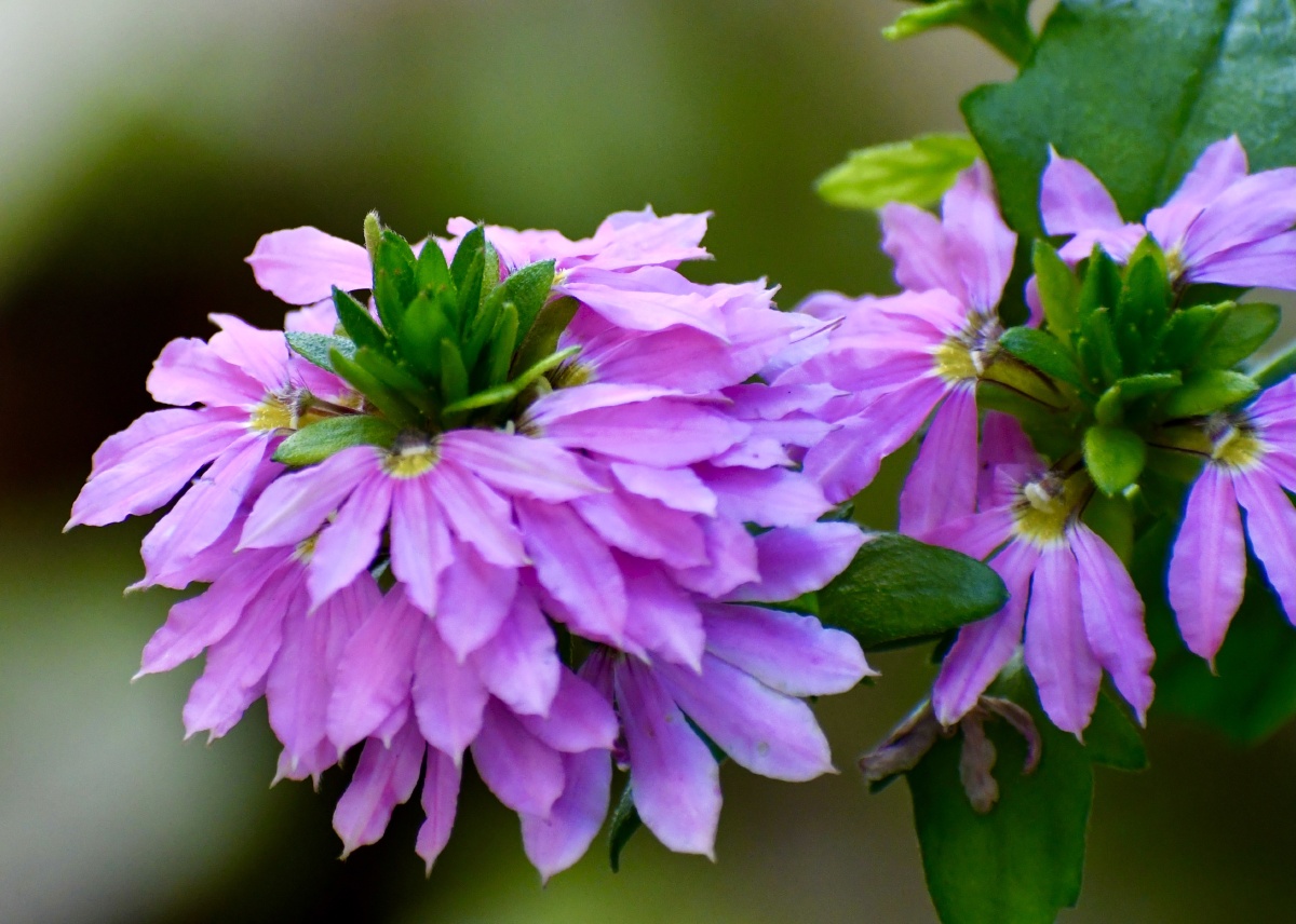 奇花异草蓝扇花