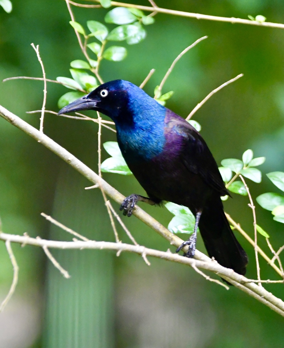 闪亮登场普通拟八哥