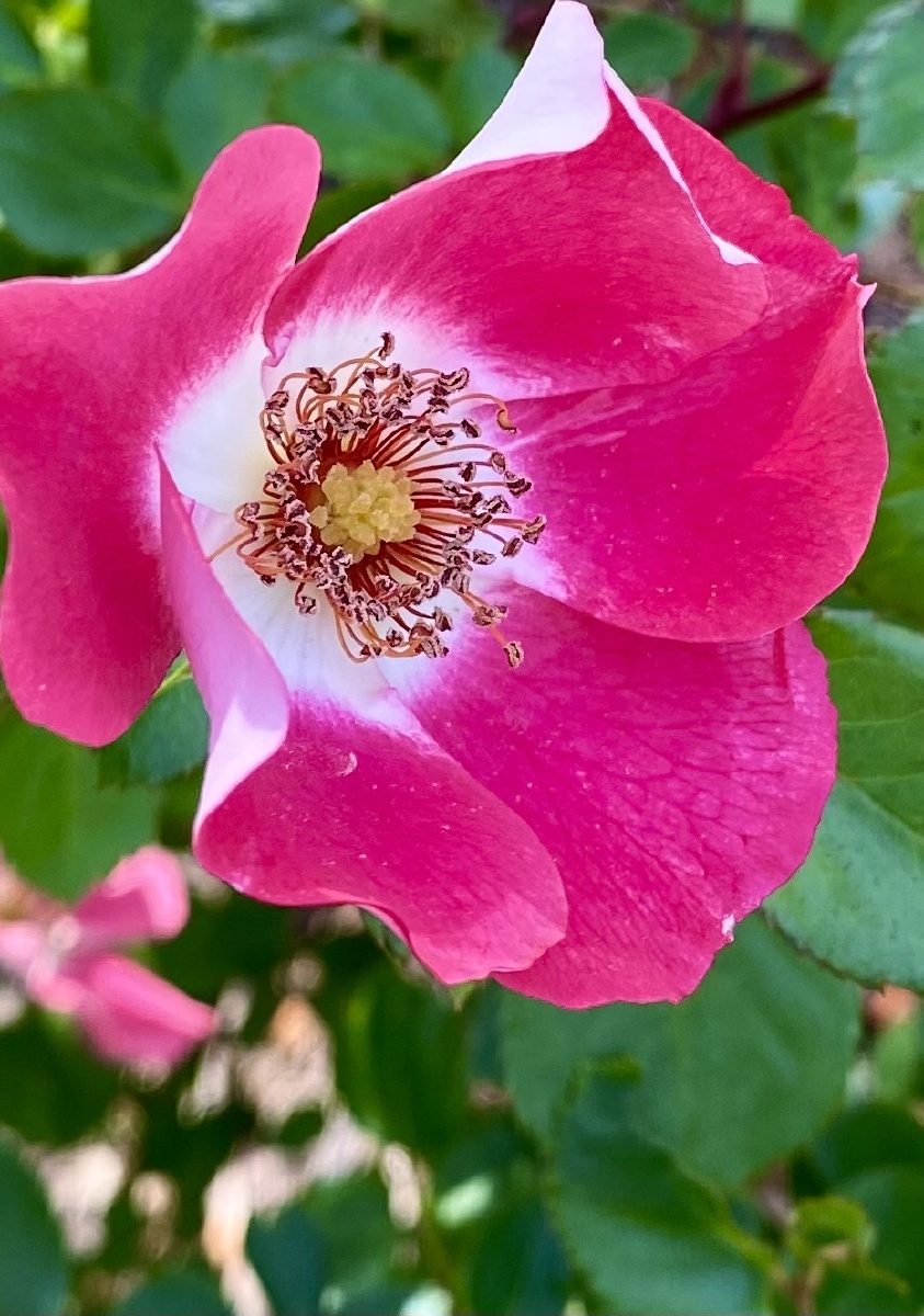 清丽可人的单瓣月季