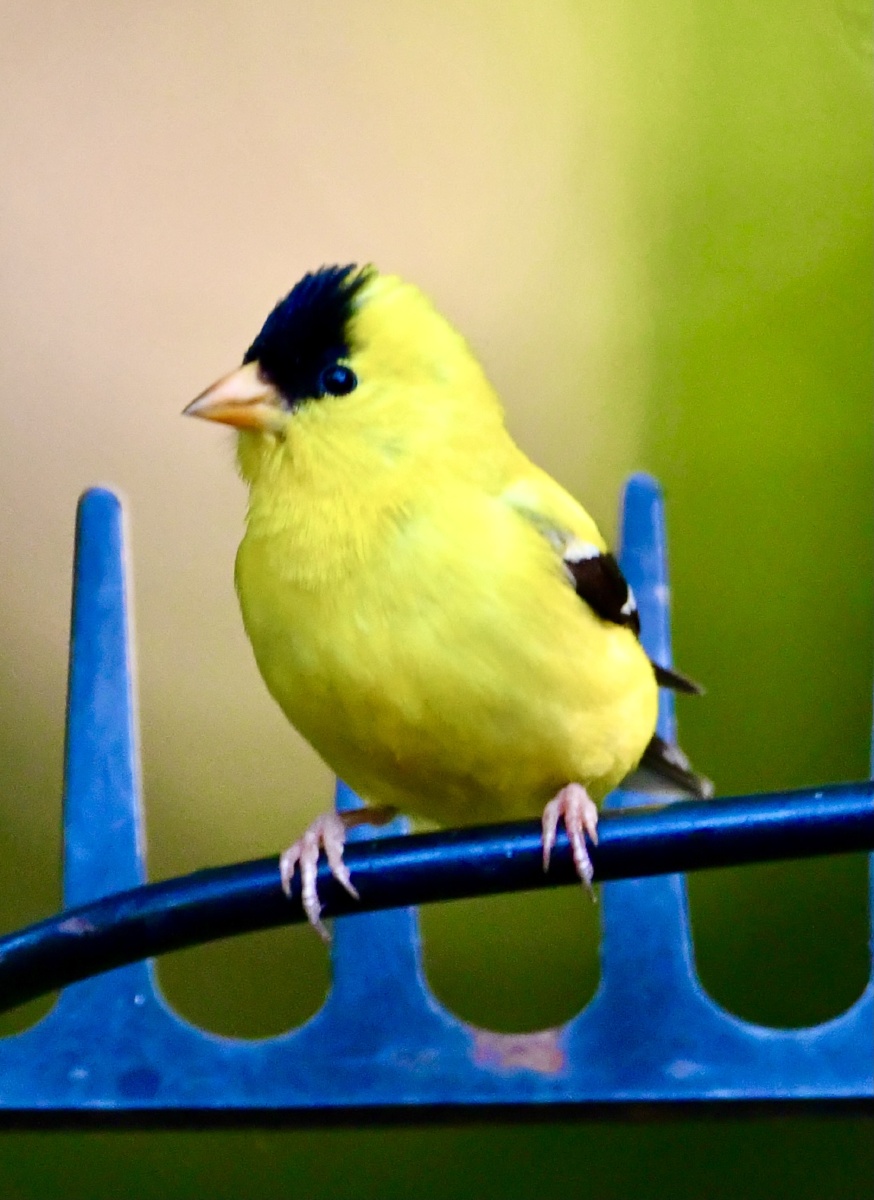 金灿灿的小肥瞅