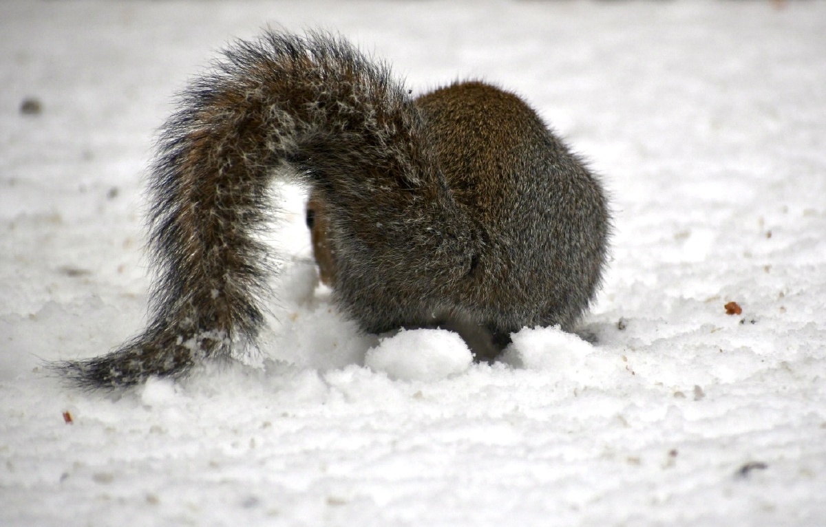 扫雪车不用来了我带着大扫把来扫雪了顺便找找有没有好吃的