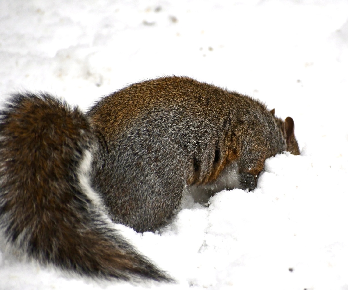 扫雪车不用来了我带着大扫把来扫雪了顺便找找有没有好吃的