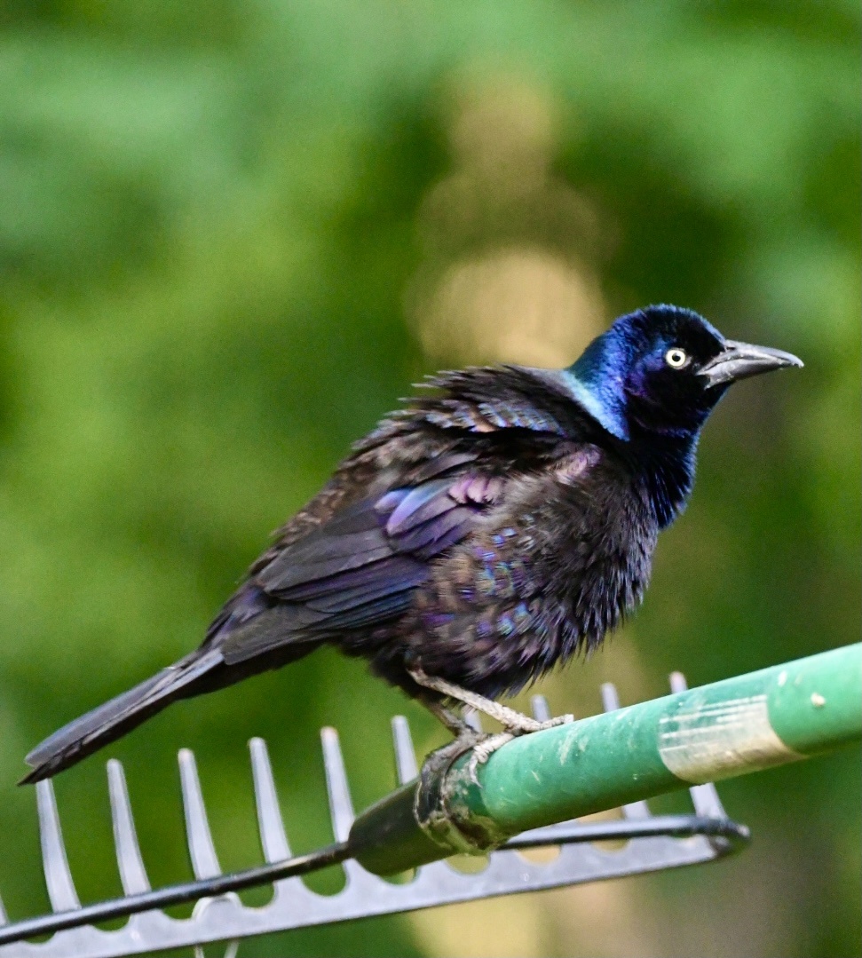 黑里俏的拟八哥