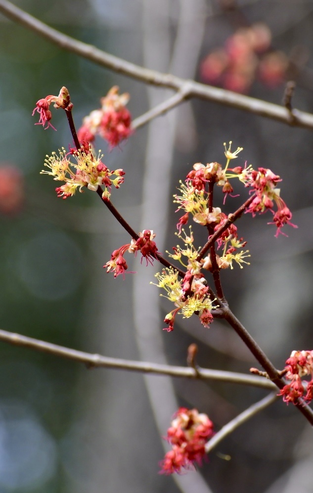 枫树发芽