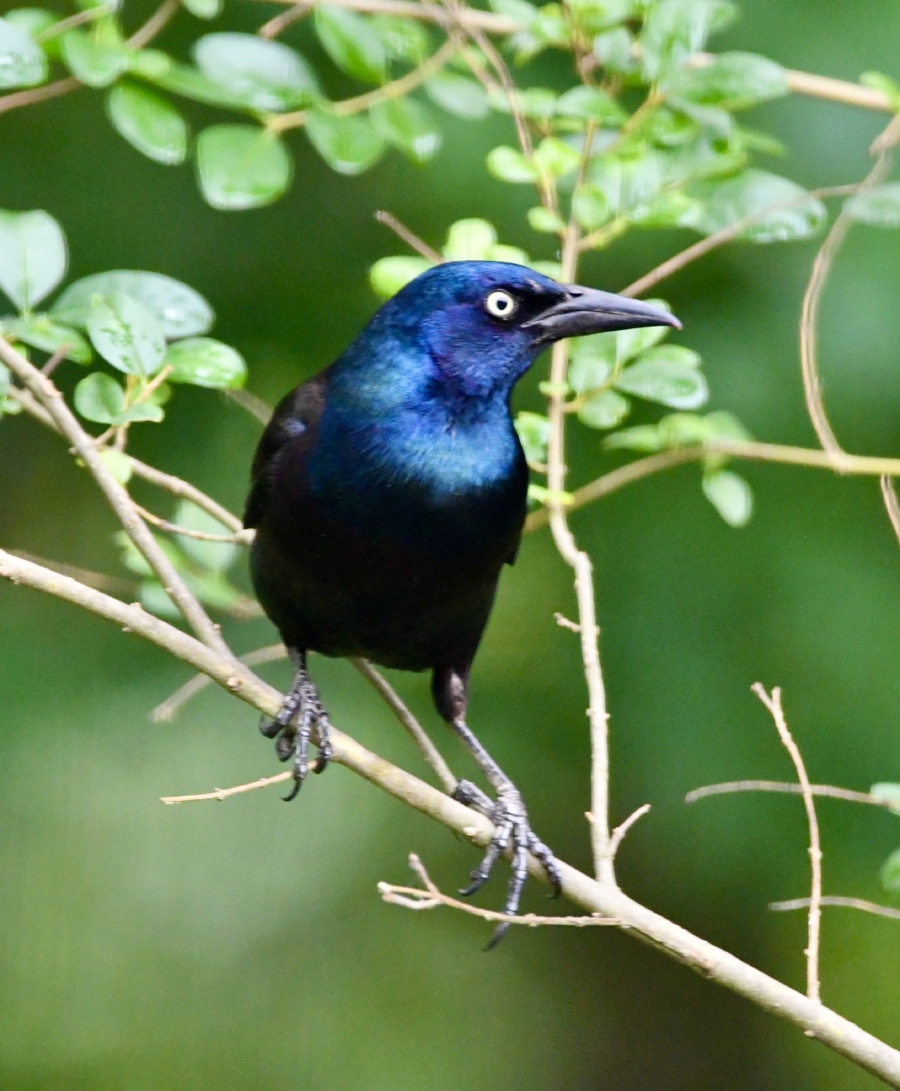 闪亮登场普通拟八哥