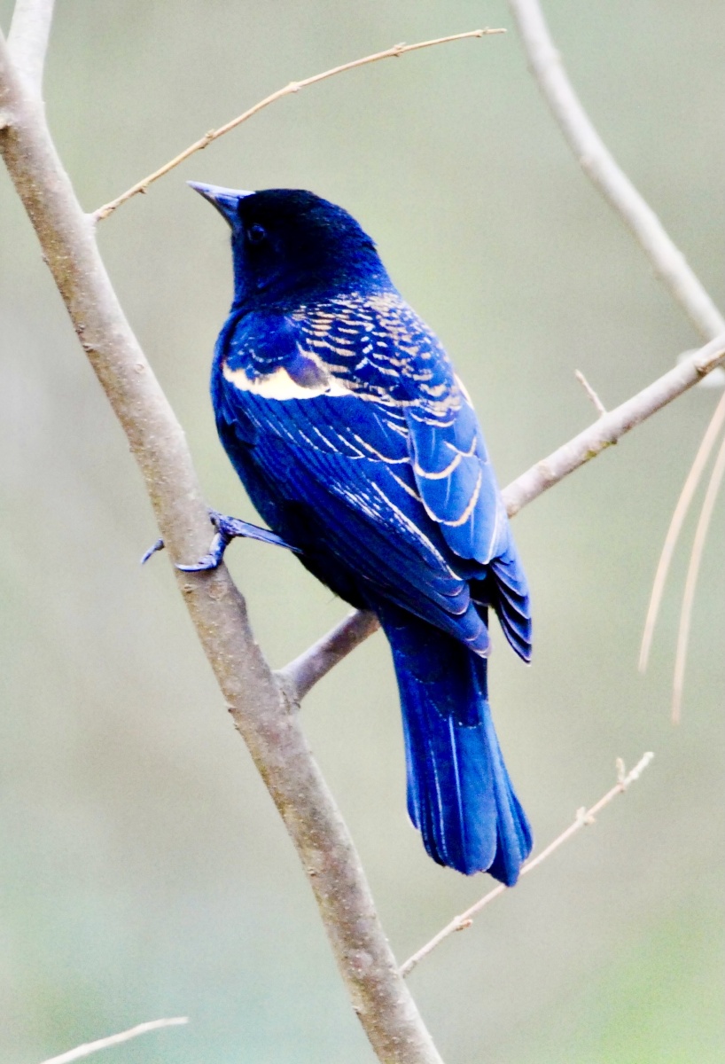 黄翅黑鹂在这样的背景中倒能显出它独特的气质