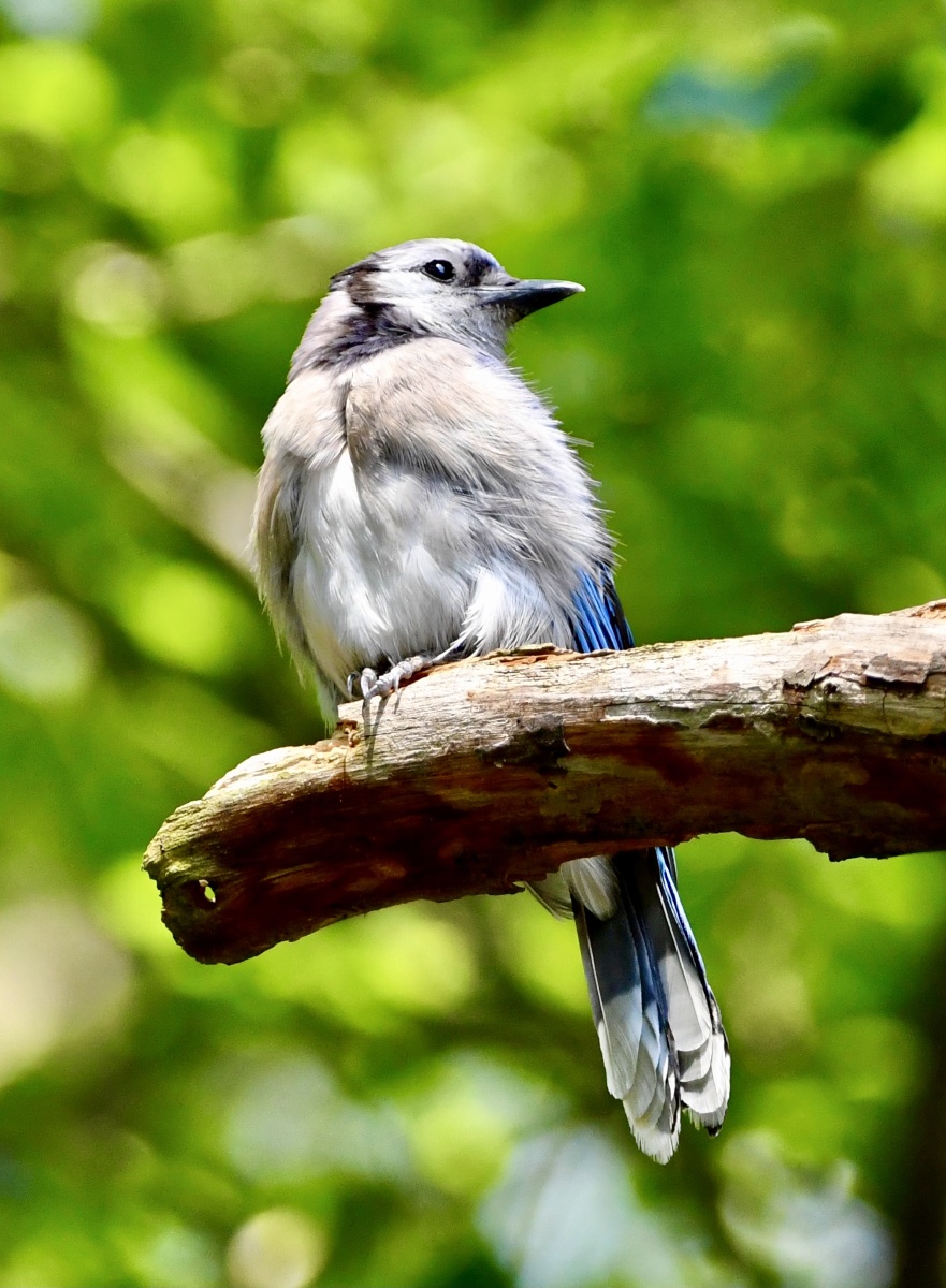 好奇可爱的冠蓝鸦