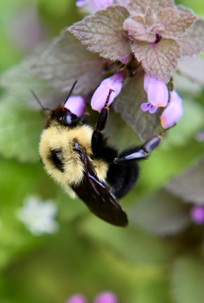 体型超大的木匠蜂 - 影子文青 - 图虫