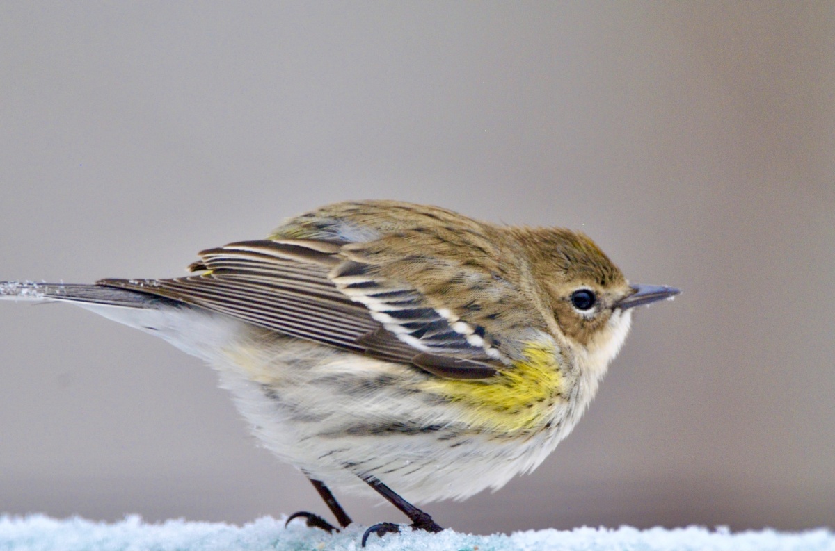 胖嘟嘟的小雀鸟甚是可爱