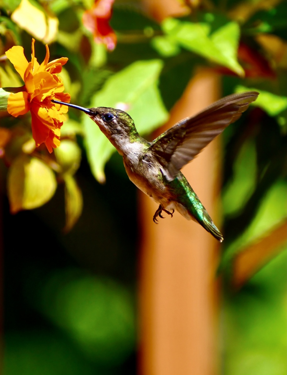 快乐的小精灵一蜂鸟吸蜜