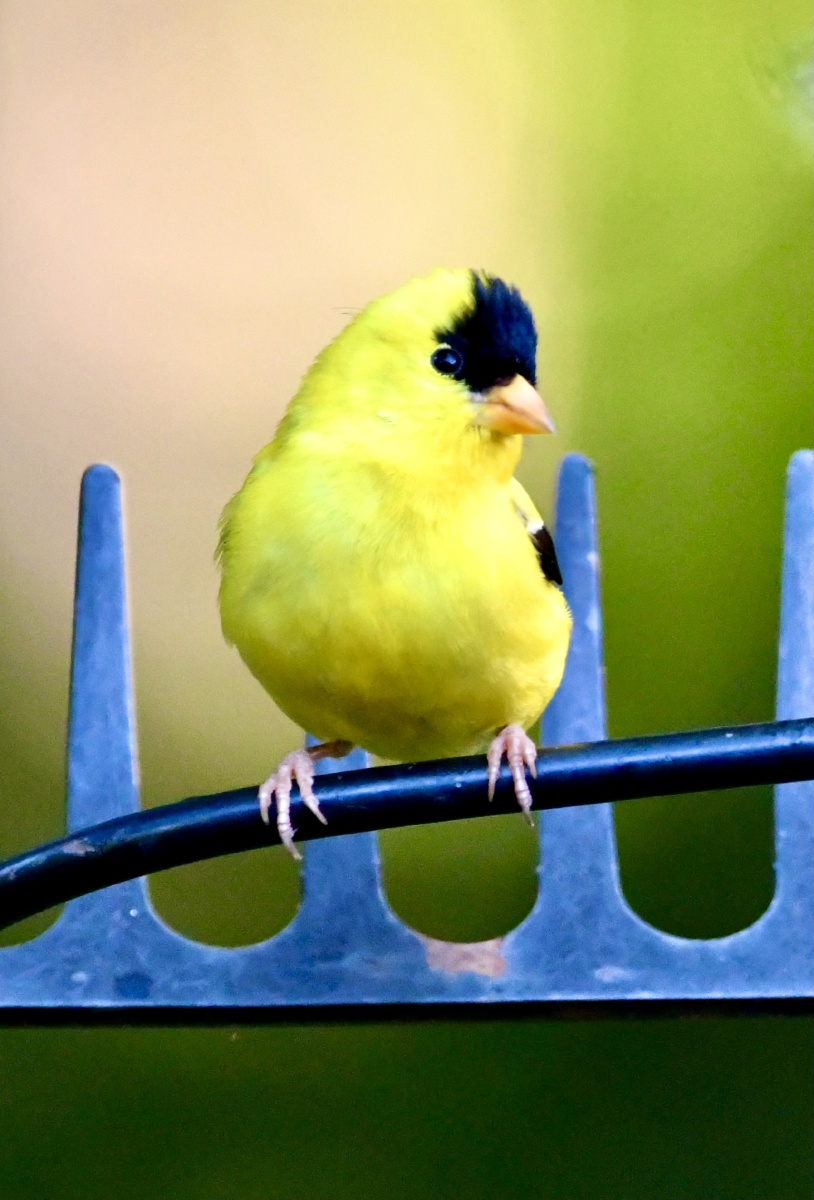 金灿灿的小肥瞅