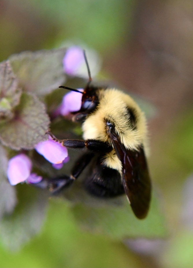 体型超大的木匠蜂 - 影子文青 - 图虫