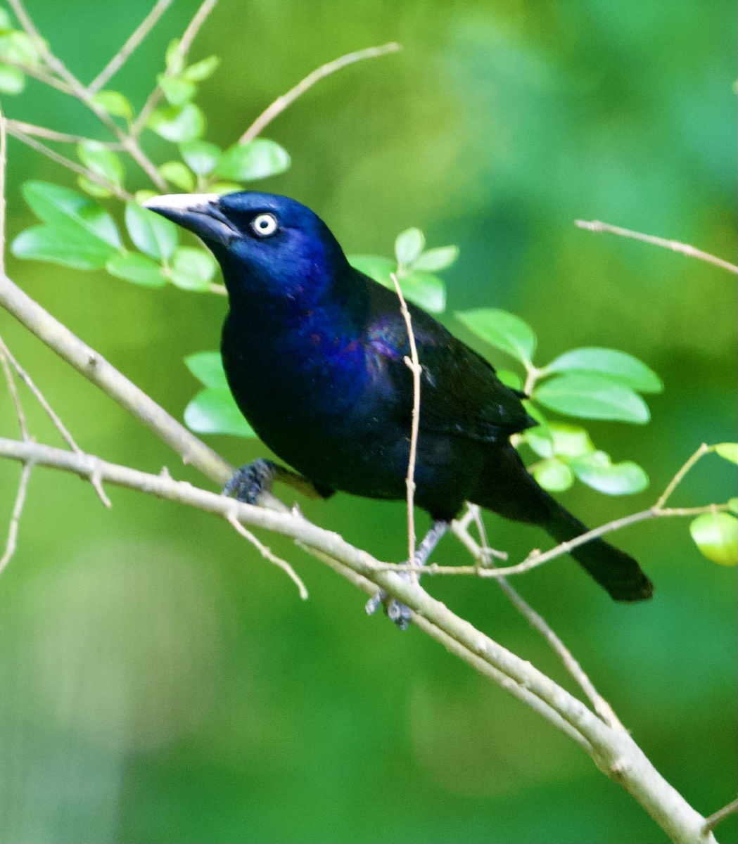 暗暗发光的拟八哥