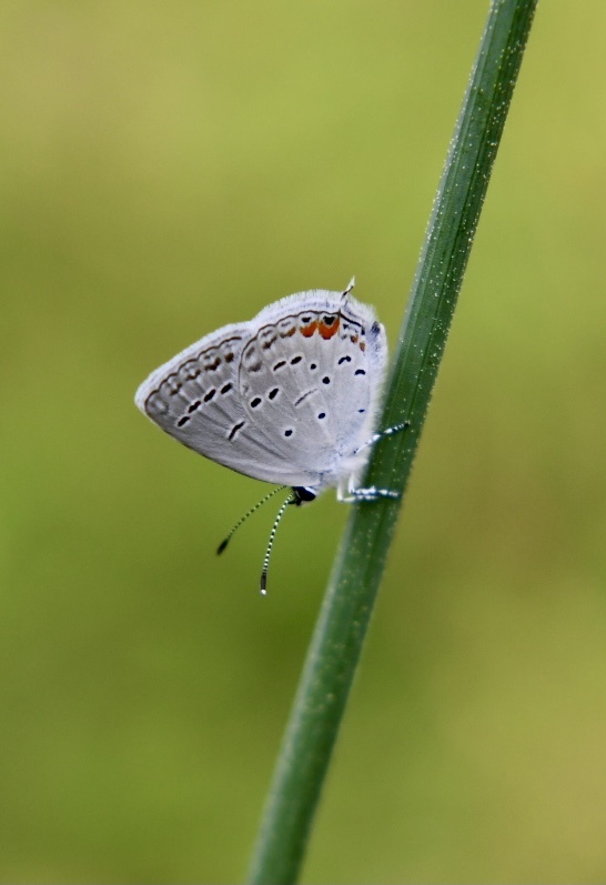 合翅的蓝蝶俨然不是蓝色了
