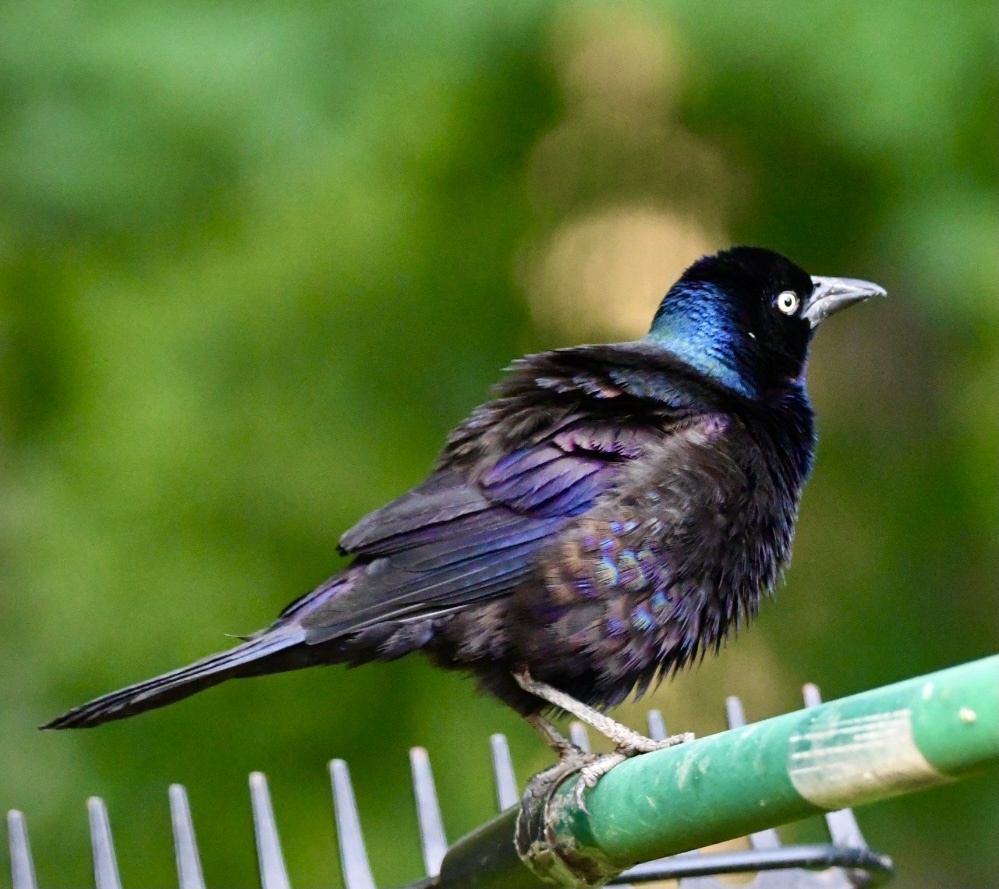 黑里俏的拟八哥