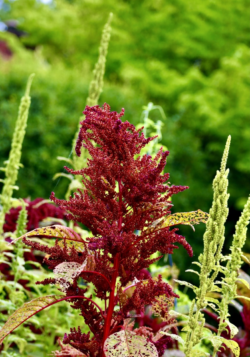 奇花异草千穗谷