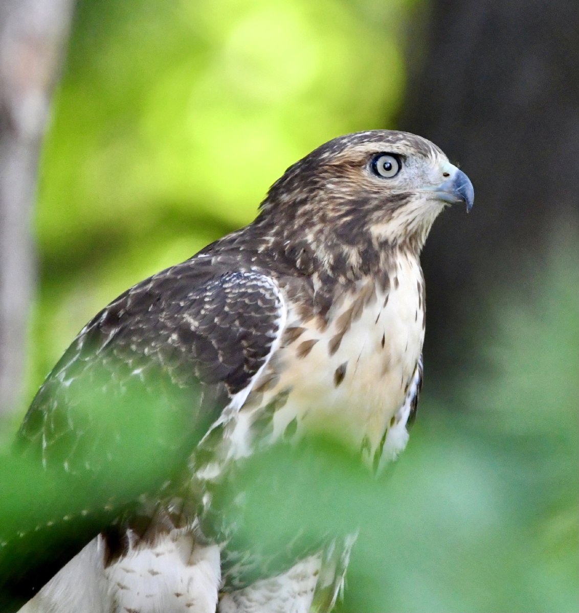 鸡鹰发出阵阵叫声好像发现了什么猎物