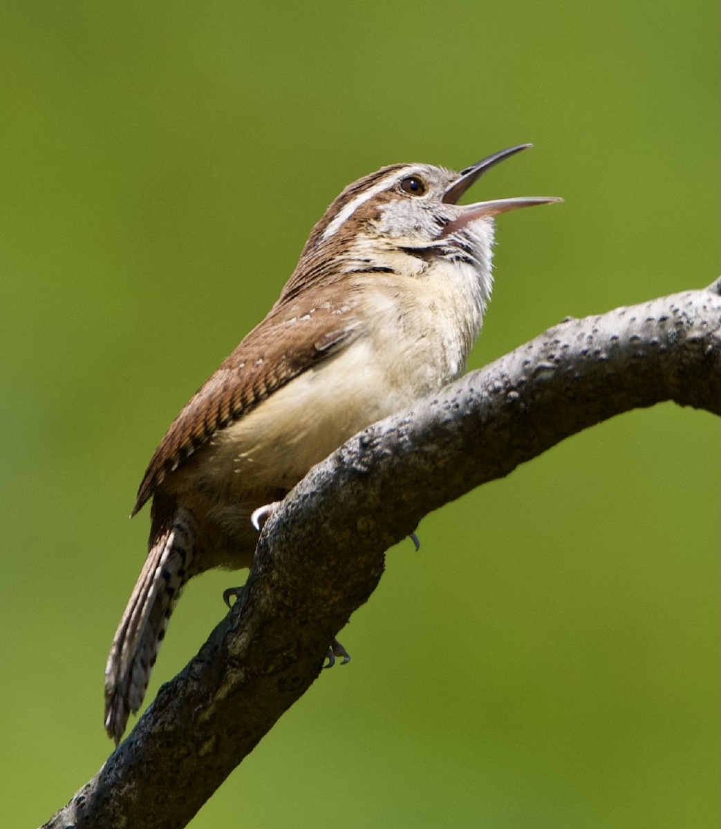 鹪鹩唱歌 - 影子文青 - 图虫