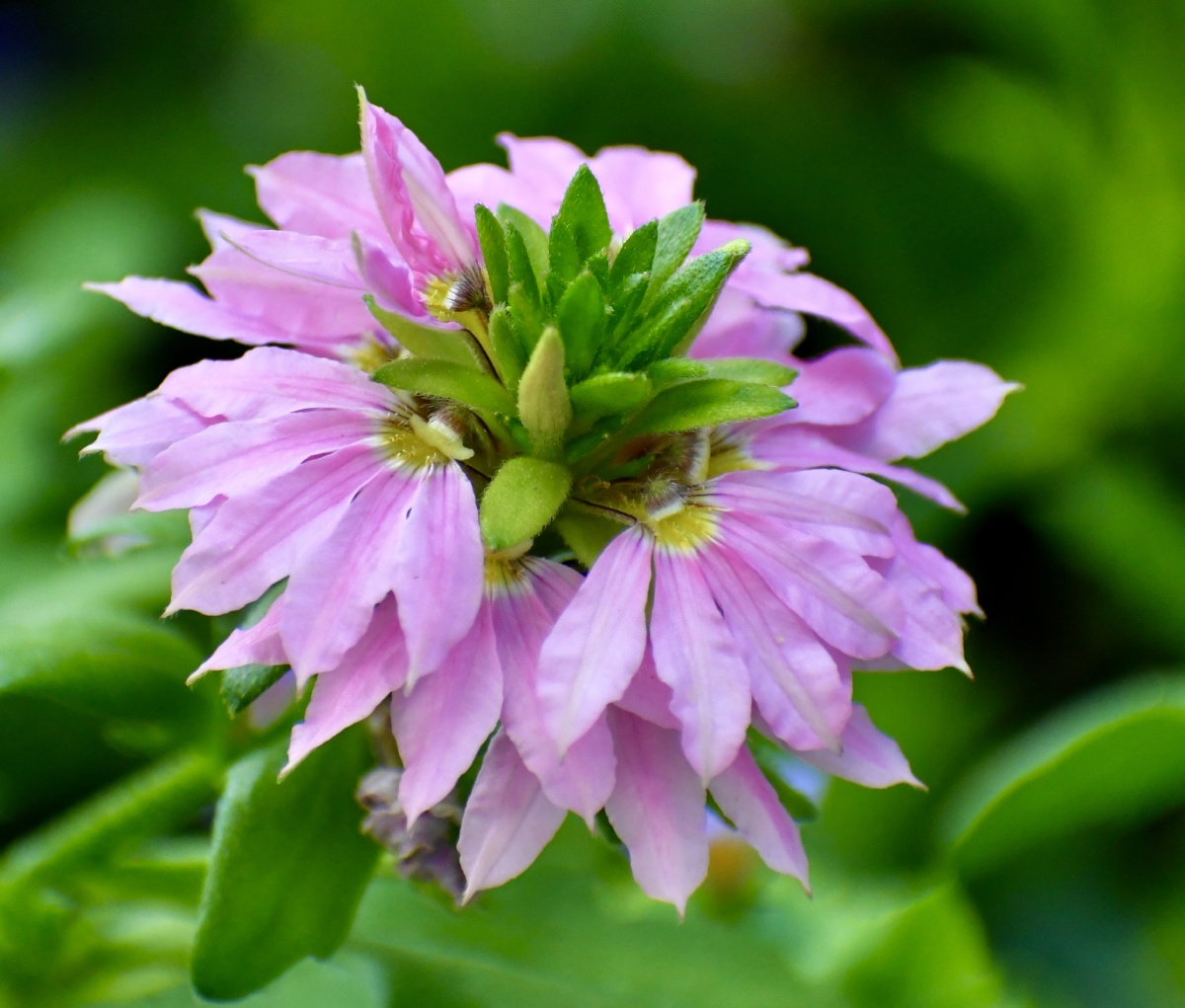 奇花异草蓝扇花