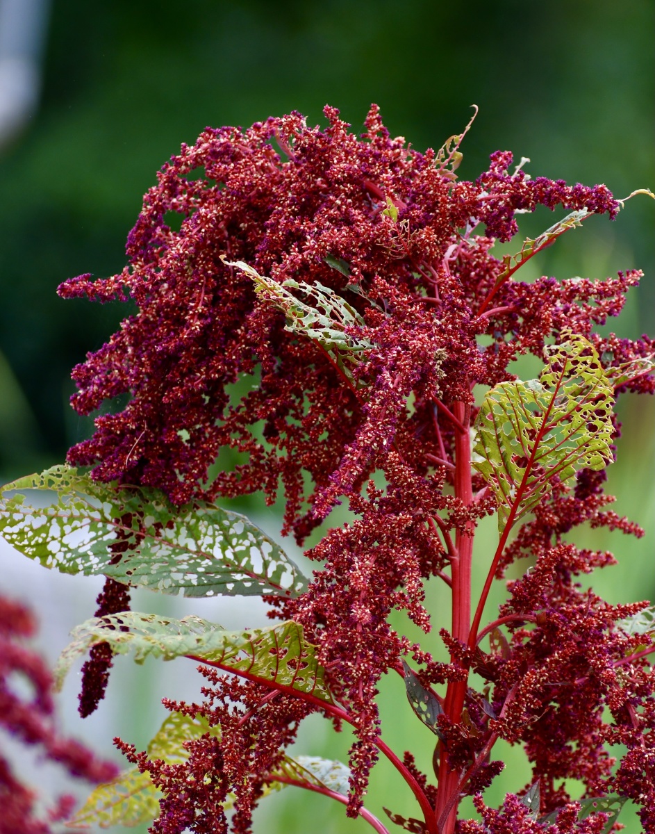 奇花异草千穗谷