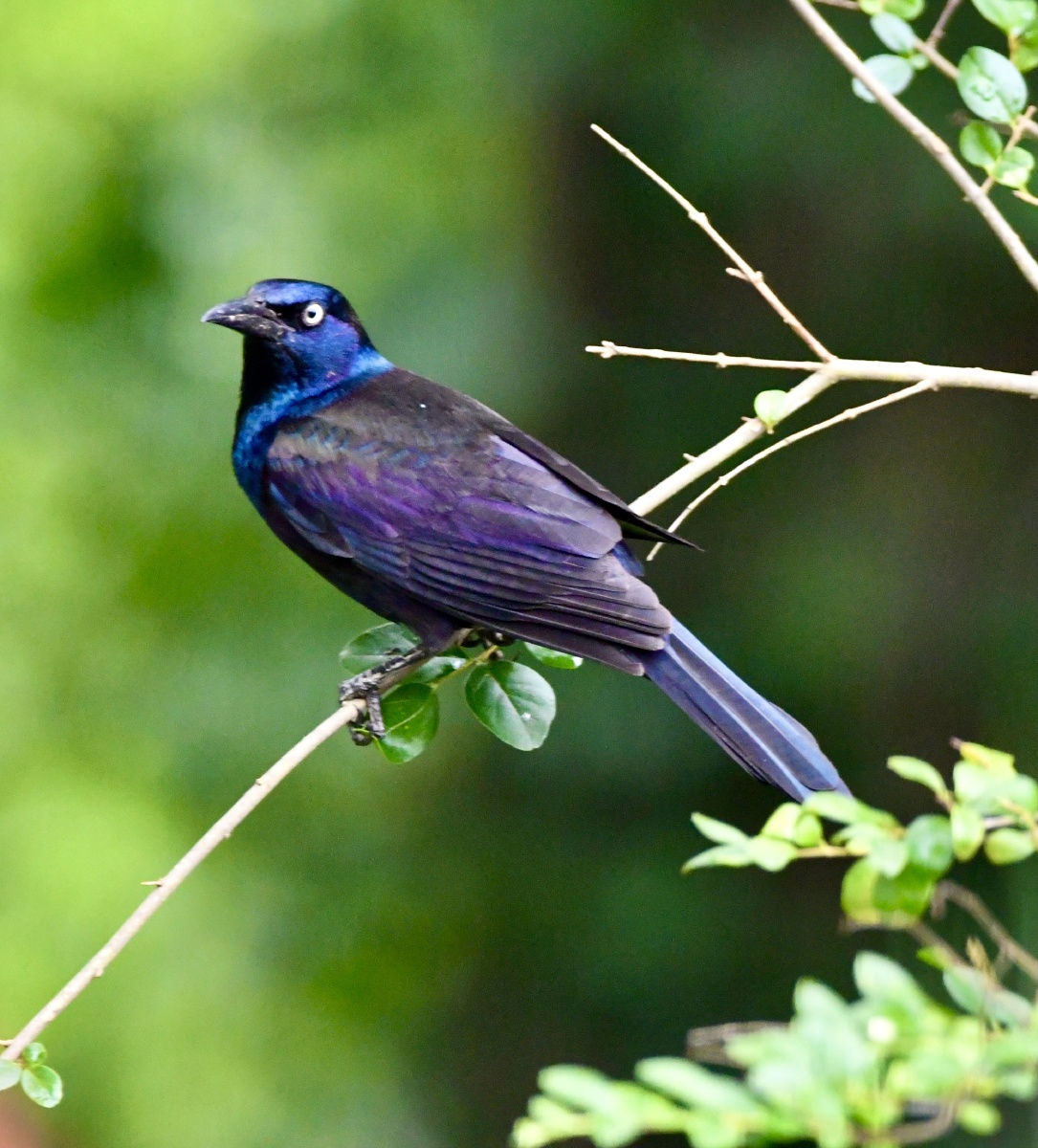 闪亮登场普通拟八哥