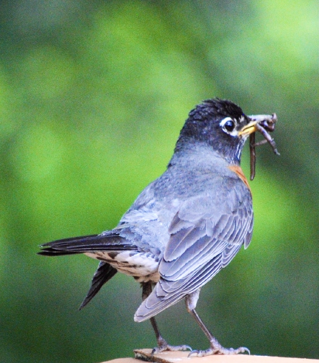 漂亮的北美知更鸟嘴里含着战利品翘尾挥翅好不快活