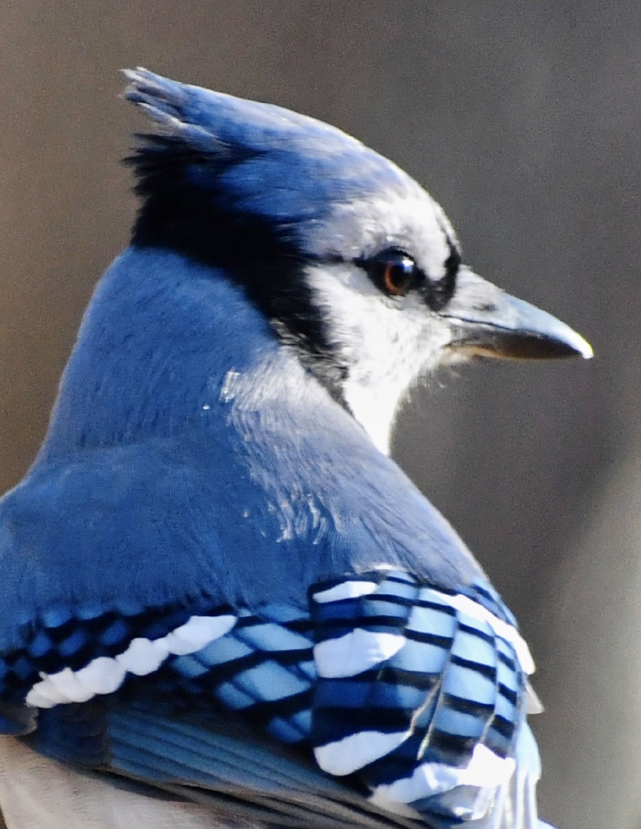 活泼的蓝松鸦喜欢发出响亮的叫声表情也很丰富