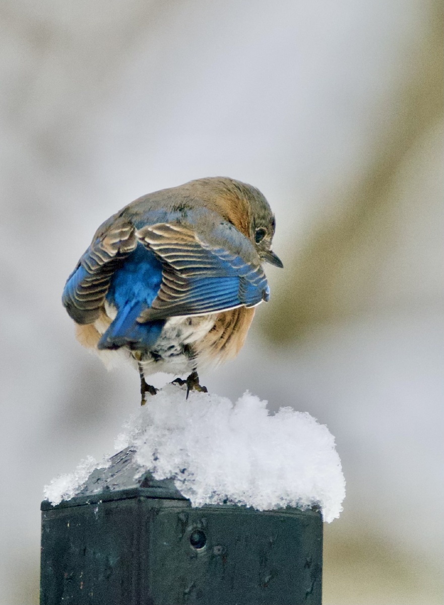 胖乎乎的蓝色和平鸟
