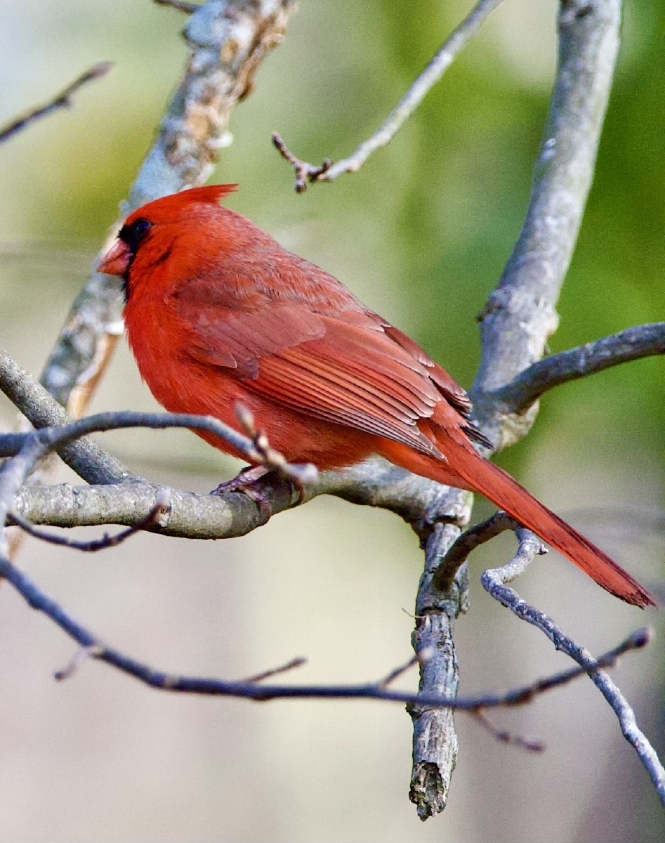 北美红雀在这早春唱着动听的歌满脸络腮胡子的汉子也有温柔多情的时候