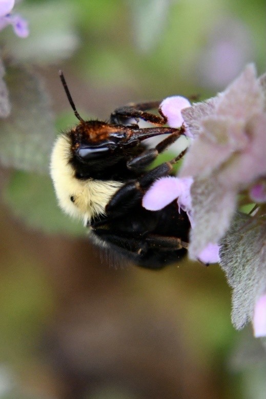 体型超大的木匠蜂 - 影子文青 - 图虫