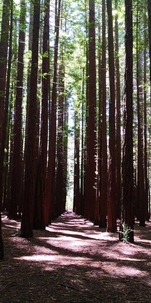 红杉树林