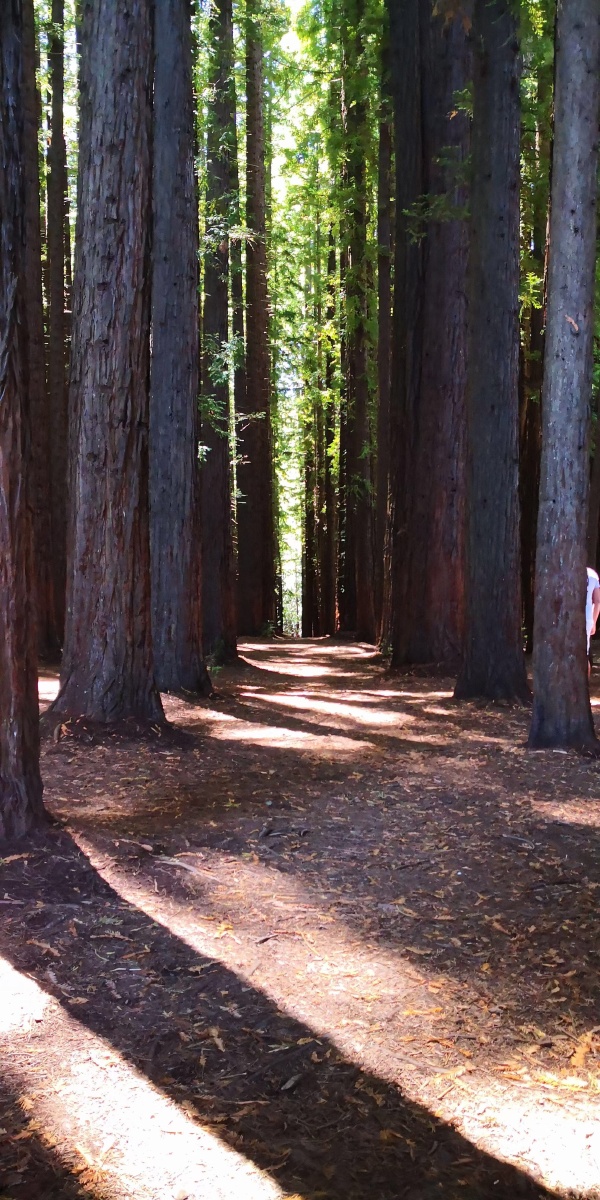 红杉树林