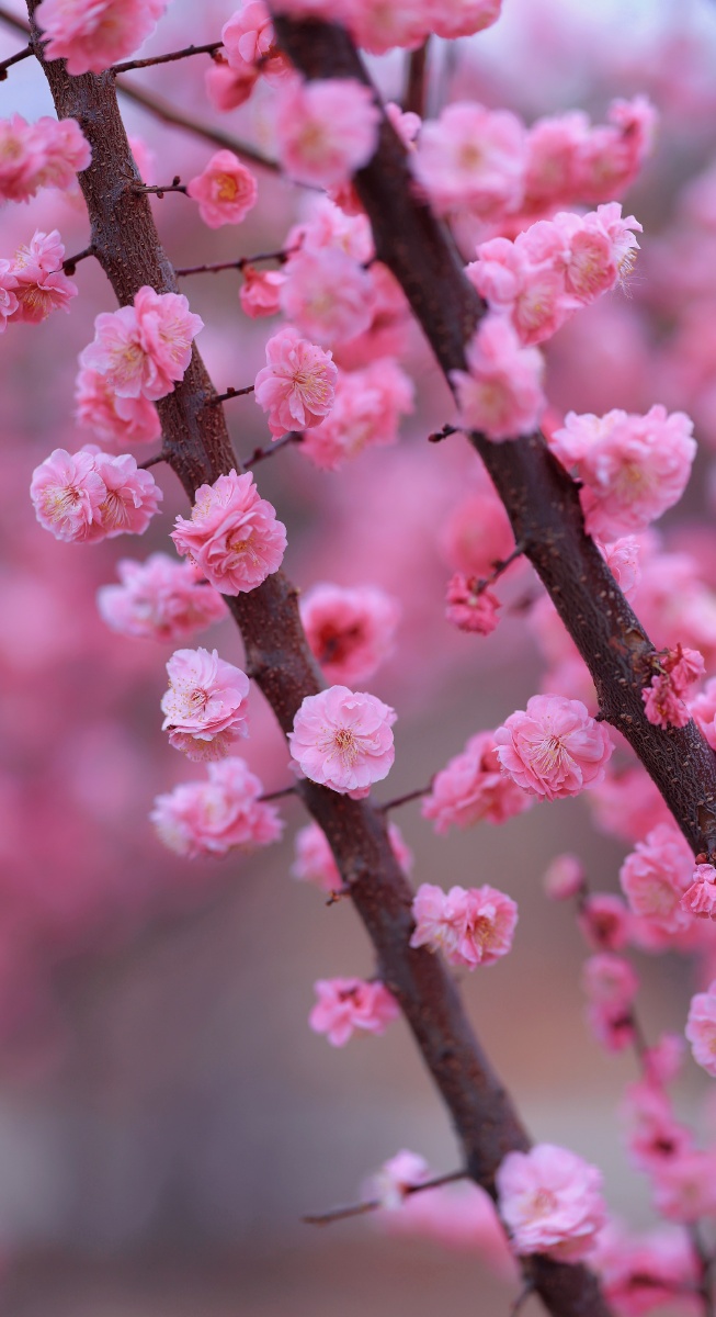 桃花朵朵开🌸🌸🌸 - 小确幸666 - 图虫