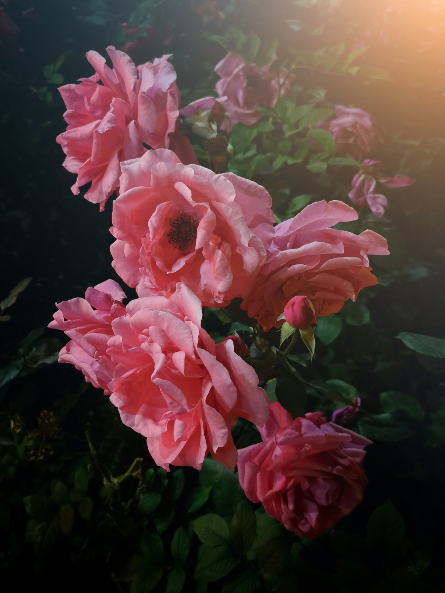 夜色下的月季花