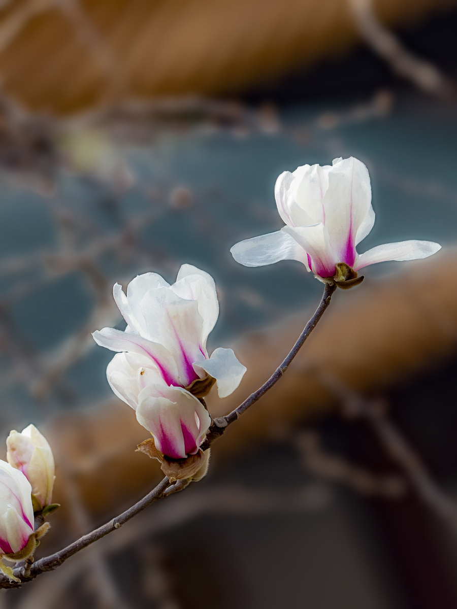 初春时节,南京朝天宫的玉兰花,似白鸽展翅,如清荷翩翩.