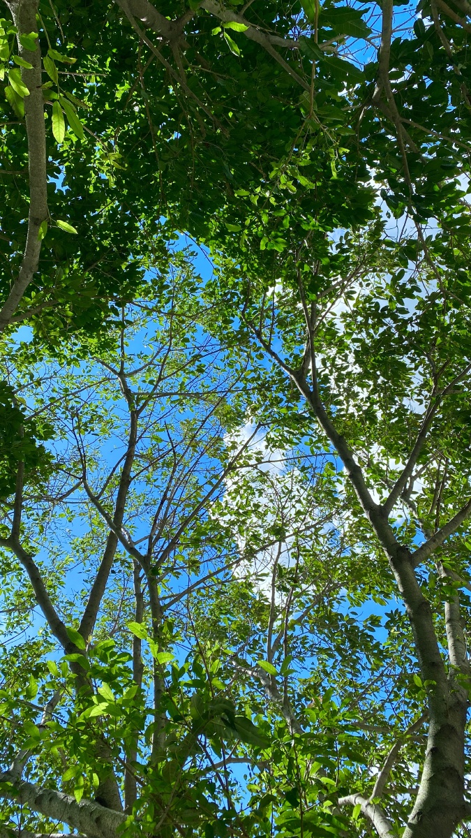 绿绿葱葱 - 丫丫的喵宝宝 - 图虫